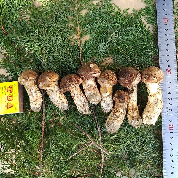 公式通販 国産松茸 長野県飯田市豊丘産 送料無料長野県産松茸 国産松茸 