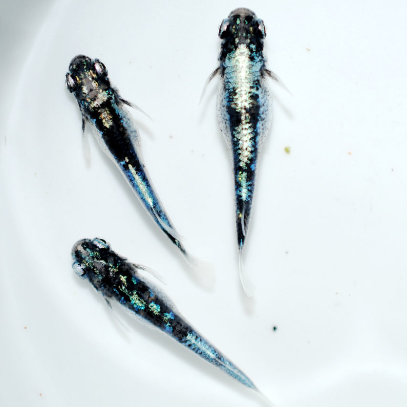 もん様オーダー品！製作中 ☆極上 王華 めだか 幼魚 15匹+α 【めだか屋チャティー】.1☆ 全国無料