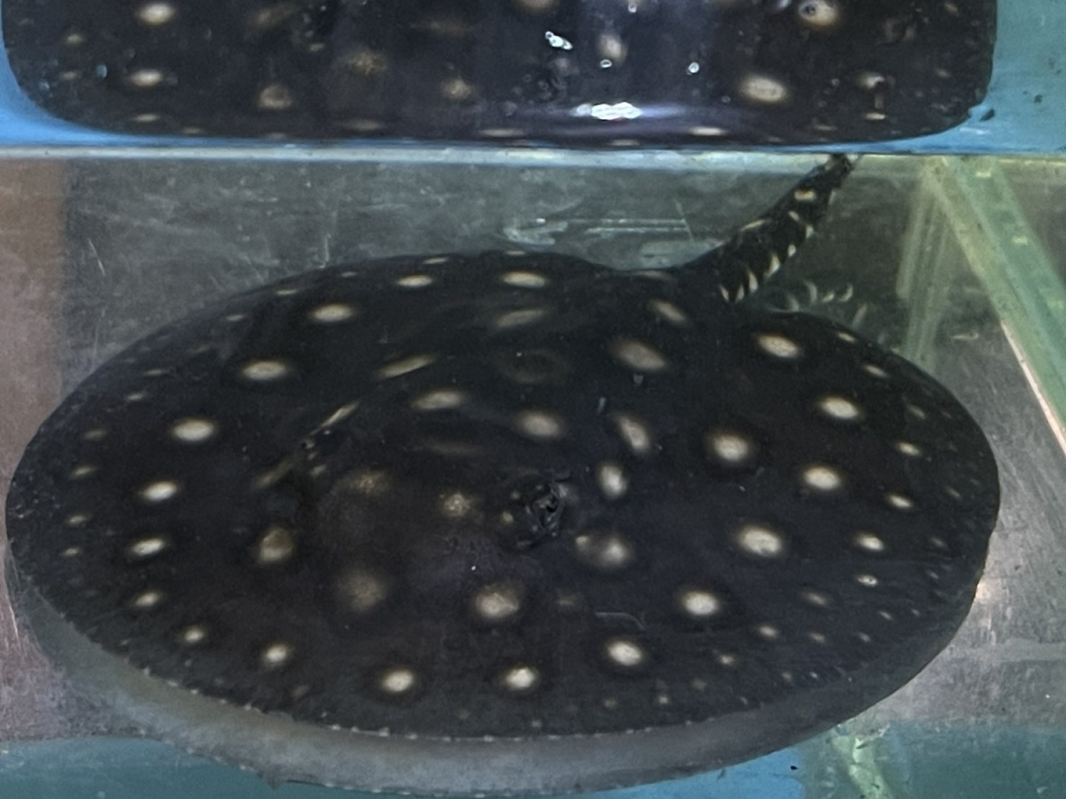 ☆国産☆ダイヤモンドポルカ☆♀☆約10.5センチ☆ - Yahoo 可愛い 