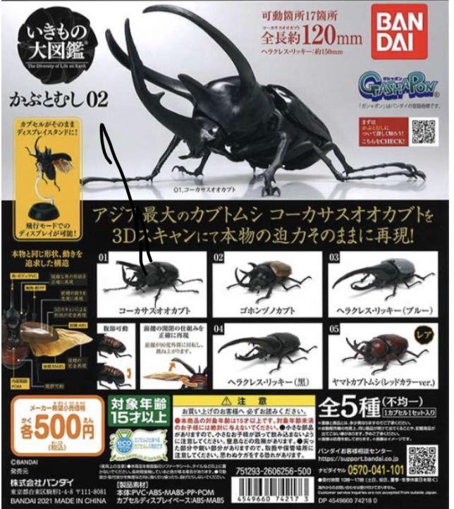 カブトムシ レア コカブトムシ Eophileurus chinensis chinensis 原名亜種