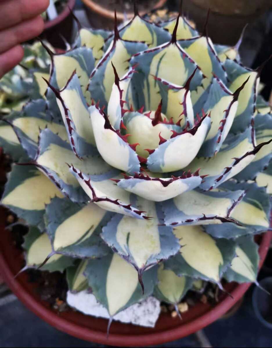 アガベ 吉祥冠錦 白中斑 本物 子株 アガベ 吉祥冠錦 黄中斑