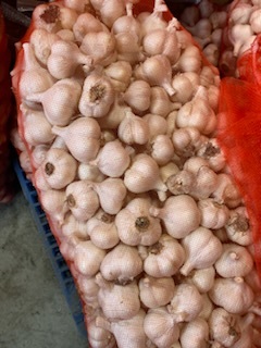 青森県産にんにく　Ｓ　２０ｋｇ　早い者勝ち S 青森県にんにく20Kg 公式通販 青森県 にんにく20Kg 早い者勝ち | 訳