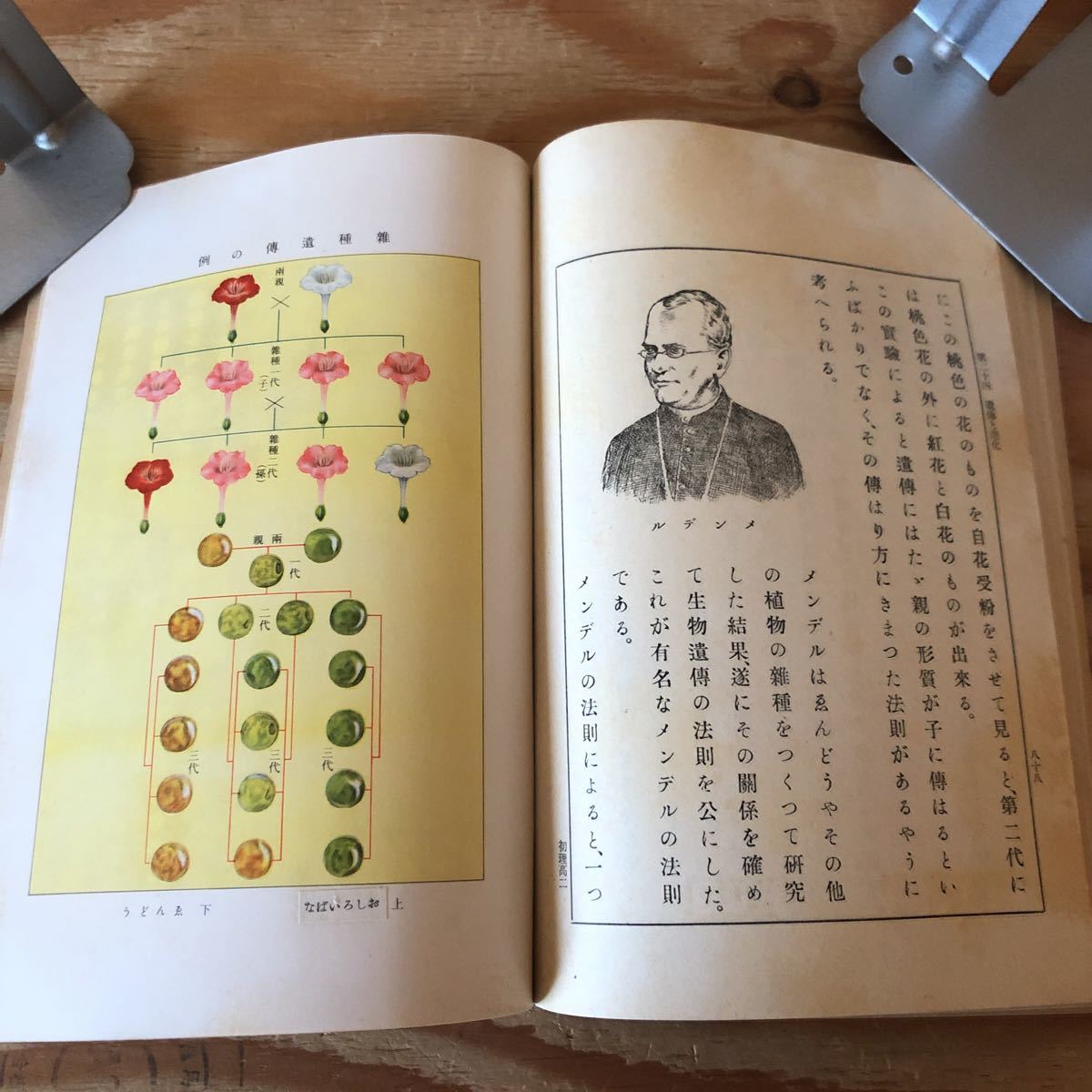 | 東京書籍 理科 第2版 観察でわかる 中学理科の生物学 株式会社誠文堂新光社 通販 |本 新しい科学の教科書 : 文部科学省検定済教科書 2024年度教科書版 未使用たしかな理科の学習2年◉定期対策や高校入試にどうぞ！ 第1分野 中学1年