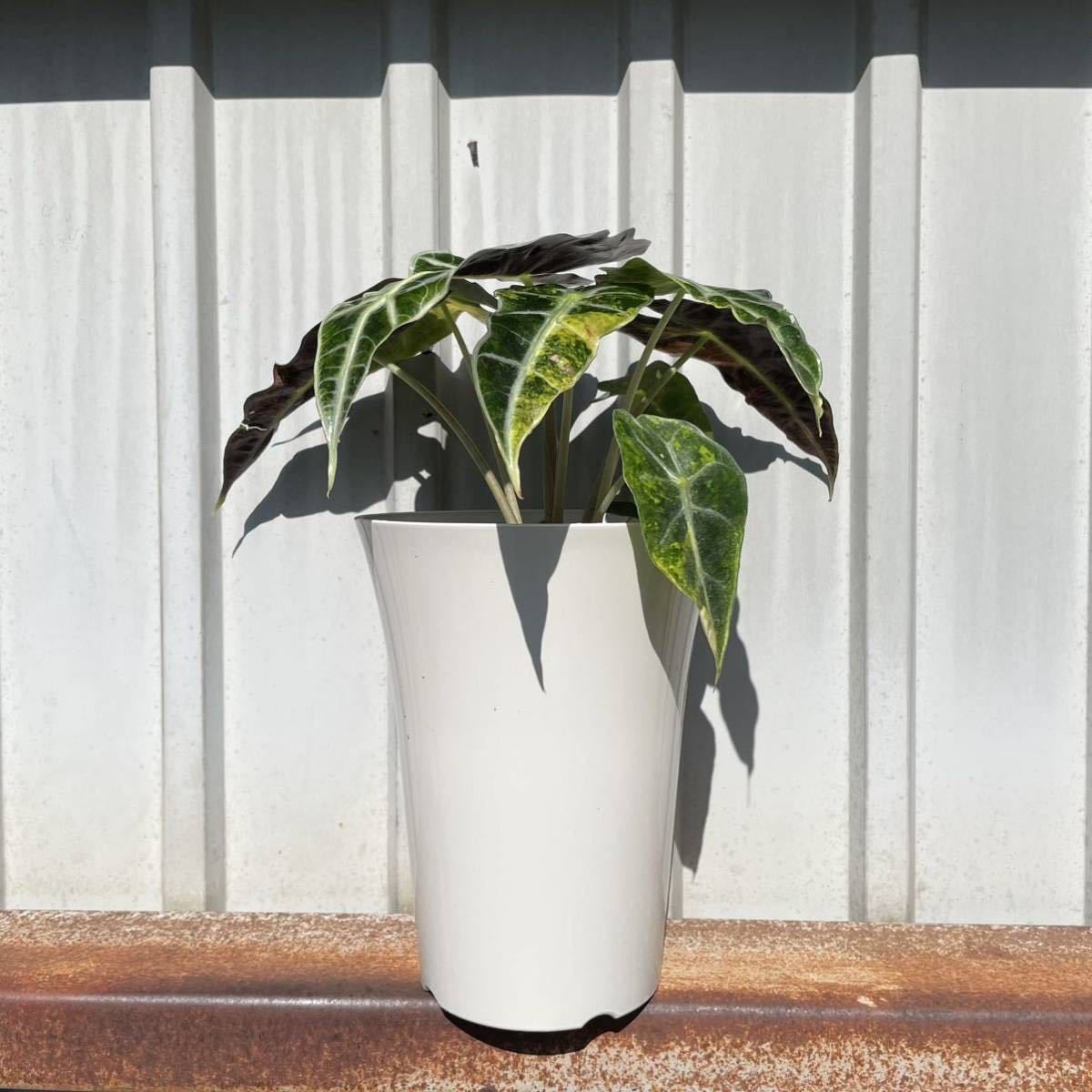 アロカシア ⁄ Alocasia (トーキョー 斑入り ニンジャ 斑入りアロカシア 