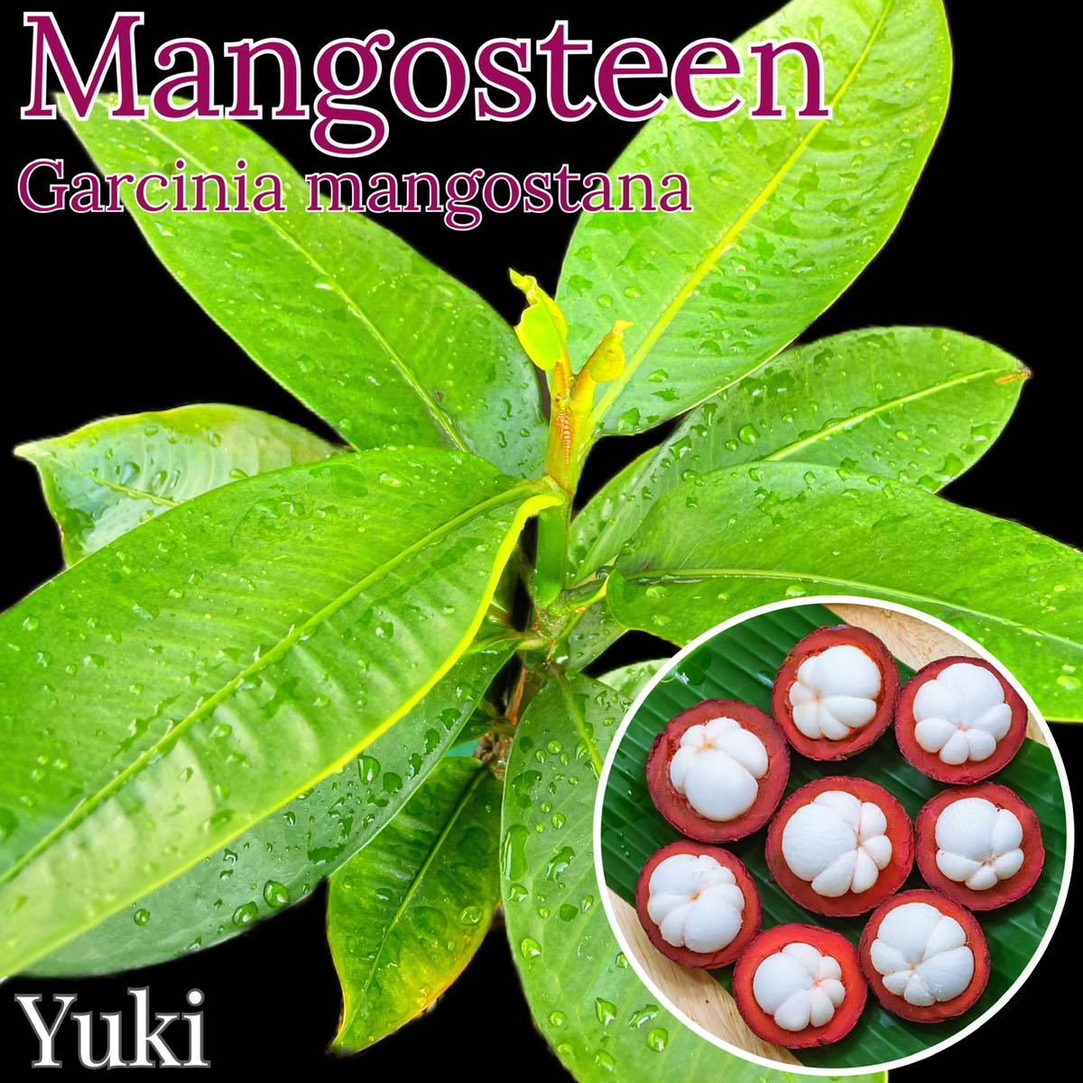 良個体！マンゴスチン 中苗 [熱帯果樹] Garcinia mangostana [個体番号