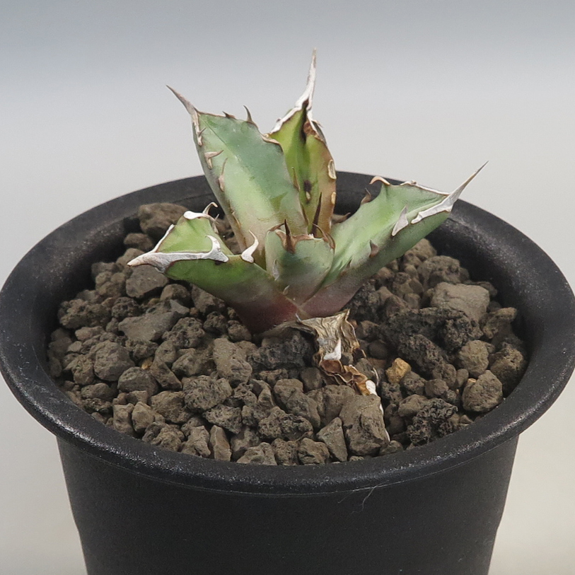 アガベチタノタ ノーネーム ② 裏棘あり Agave titanota ノーネーム