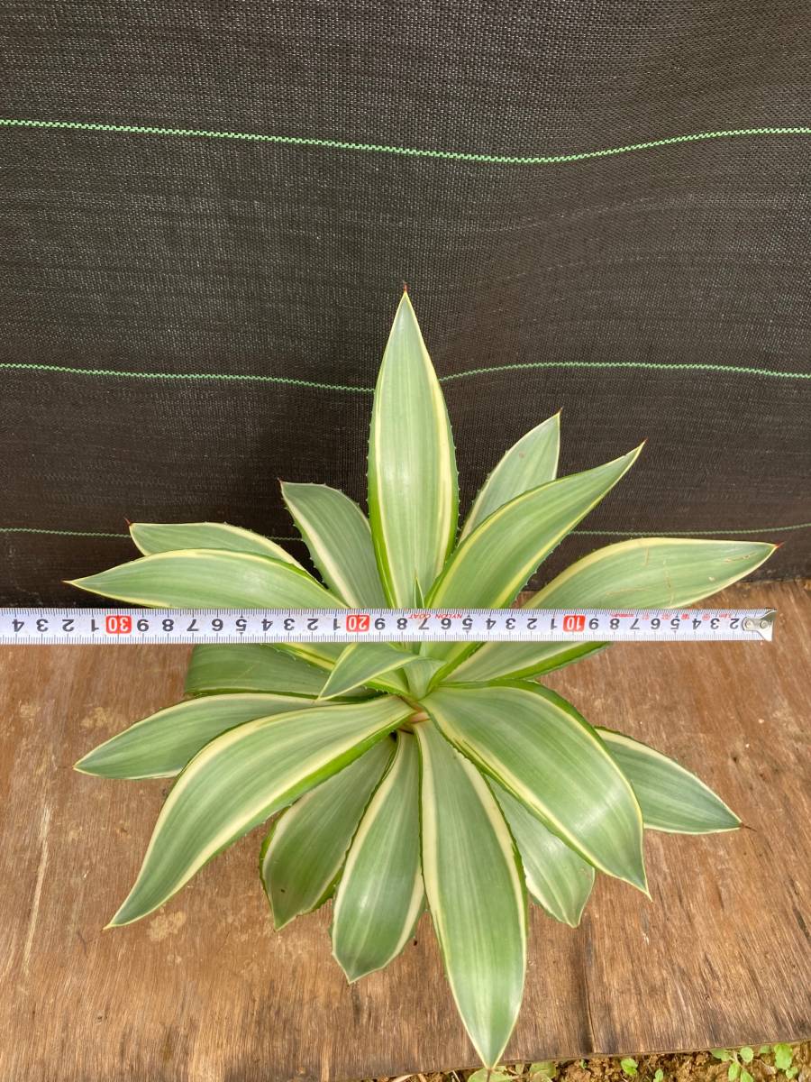 アガベ デスメティアナ ジョーホーク Agave desmettiana 'Joe Hoak