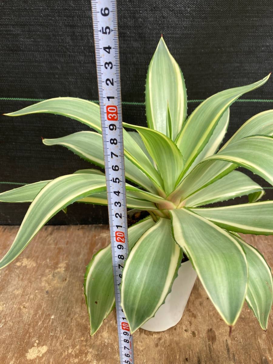 アガベ デスメティアナ ジョーホーク Agave desmettiana 'Joe Hoak