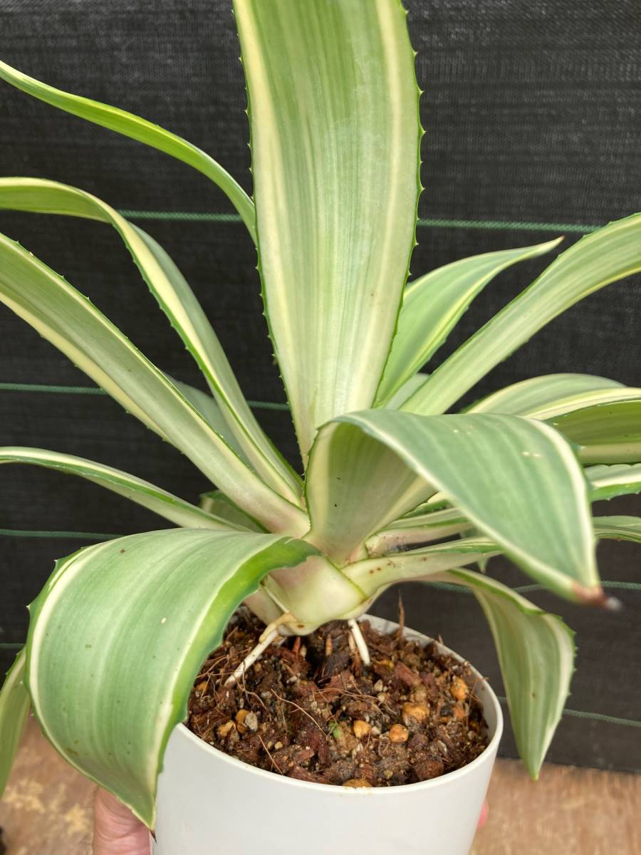 アガベ デスメティアナ ジョーホーク Agave desmettiana 'Joe Hoak