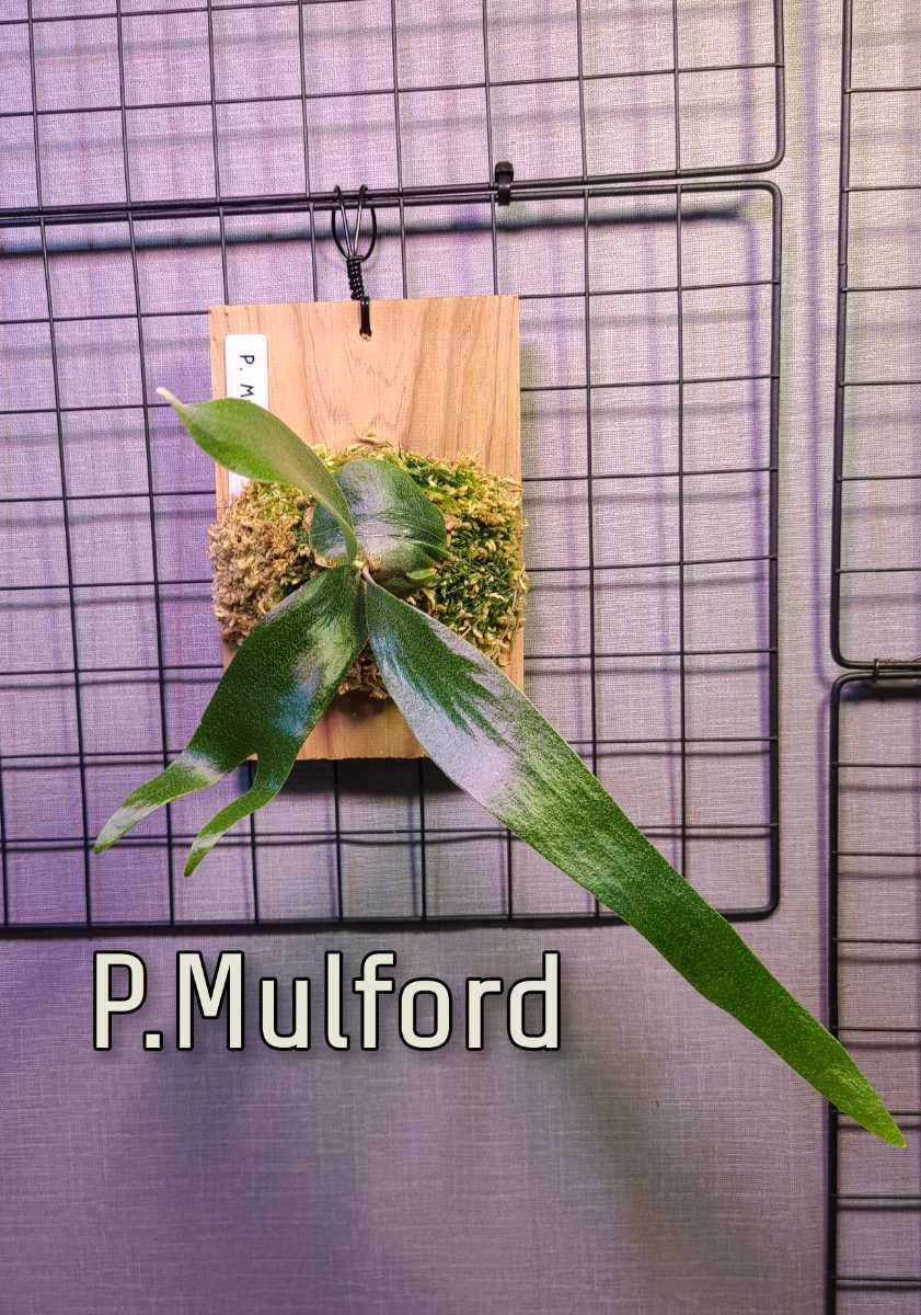 定番人気，限定SALE P.willinckii dwarf OMG 残りわずか