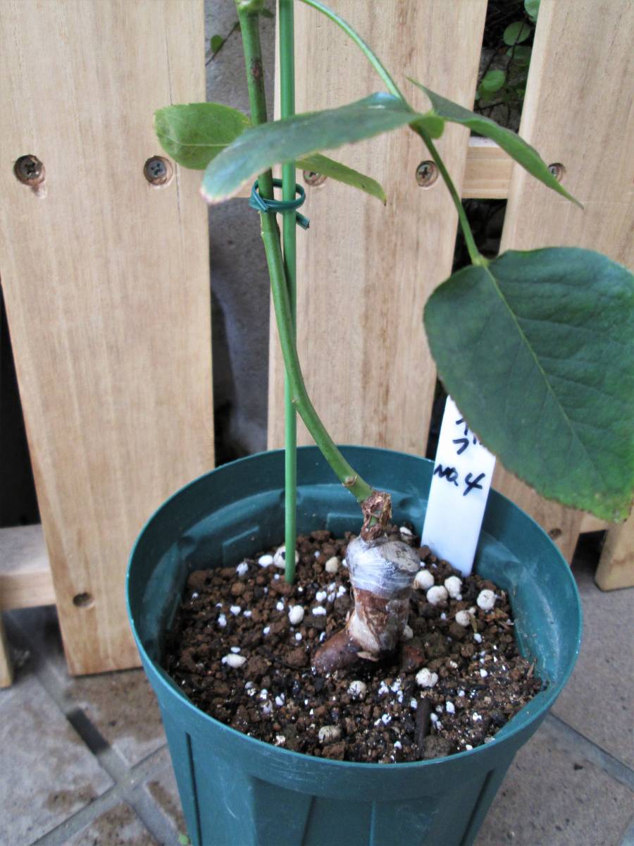 強香イブ接木開花苗 ○強香・イブ・NO.4○接ぎ木苗○ 【公式通販】
