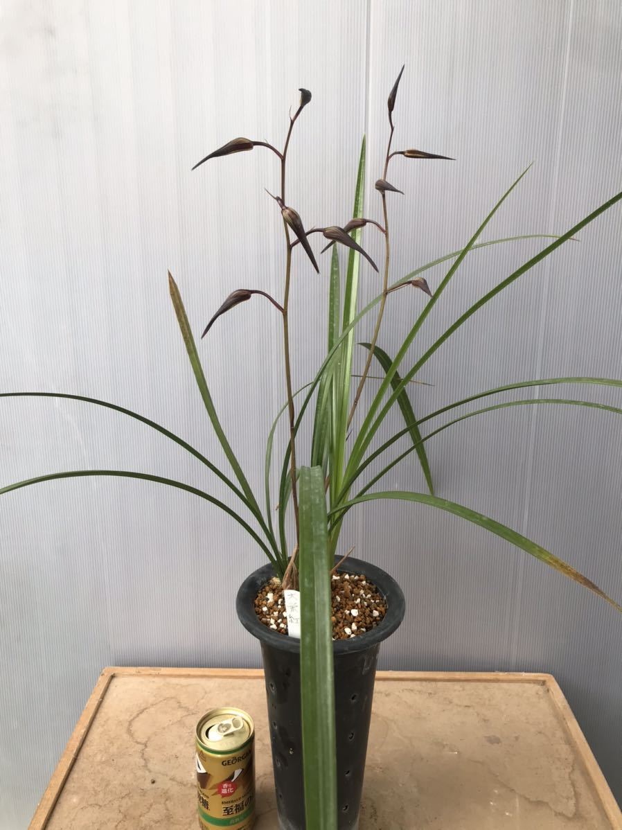 寒蘭☆ 銘品「大栄紅」花蕾２本付き 上木 宮崎県産　大輪☆寒蘭☆春蘭☆山野草