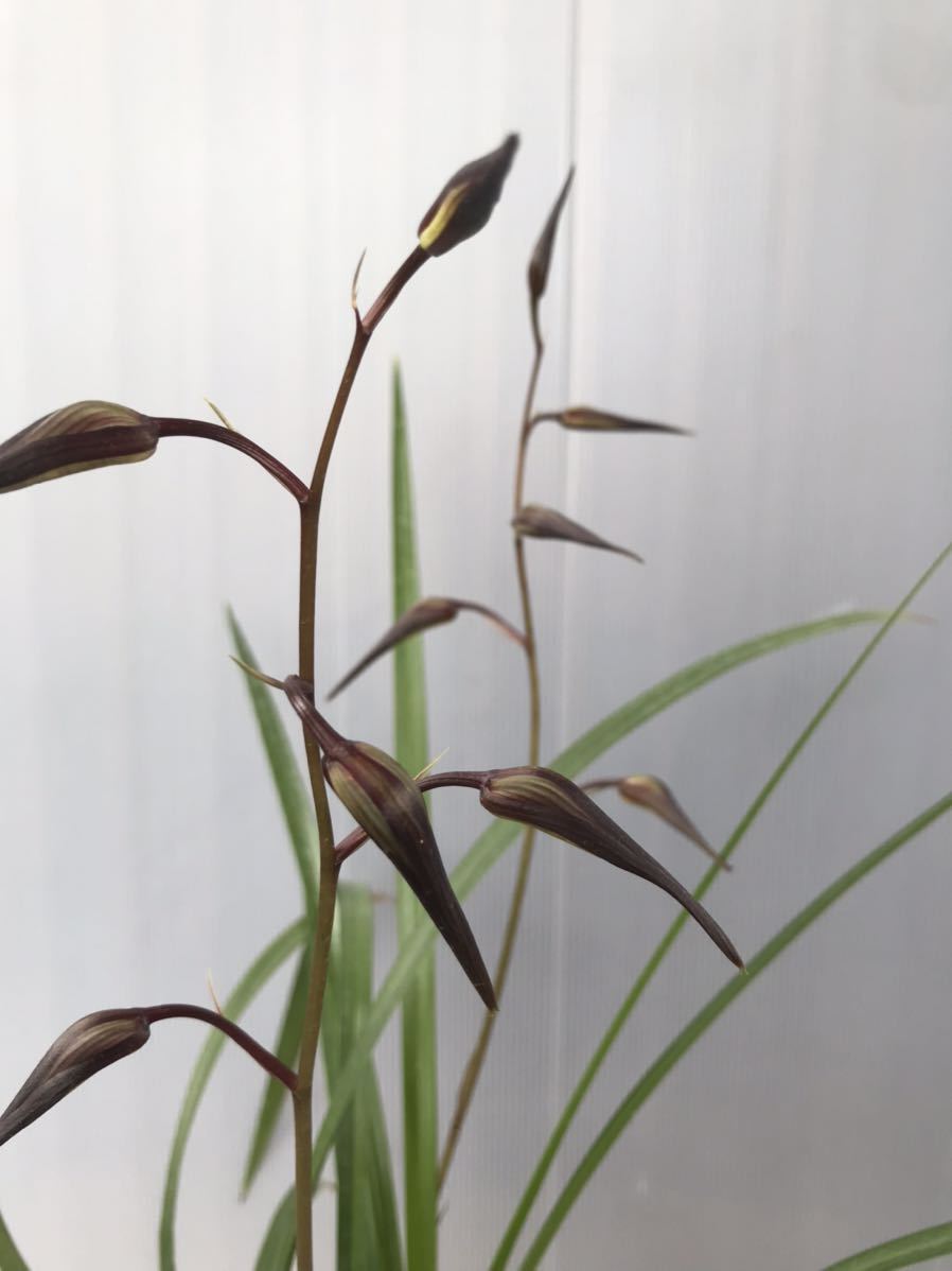 寒蘭☆ 銘品「大栄紅」花蕾２本付き 上木 宮崎県産　大輪☆寒蘭☆春蘭☆山野草