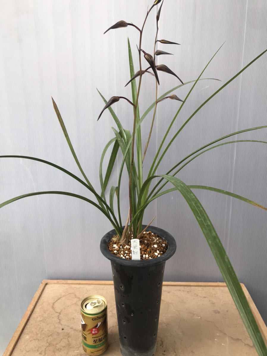 寒蘭☆ 銘品「大栄紅」花蕾２本付き 上木 宮崎県産　大輪☆寒蘭☆春蘭☆山野草