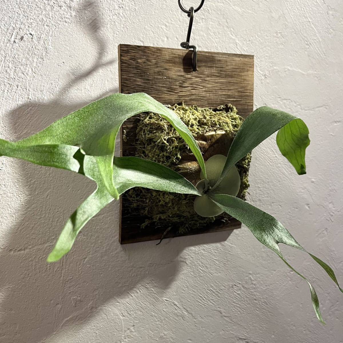 観葉植物 ビカクシダ kiyohime ocpup