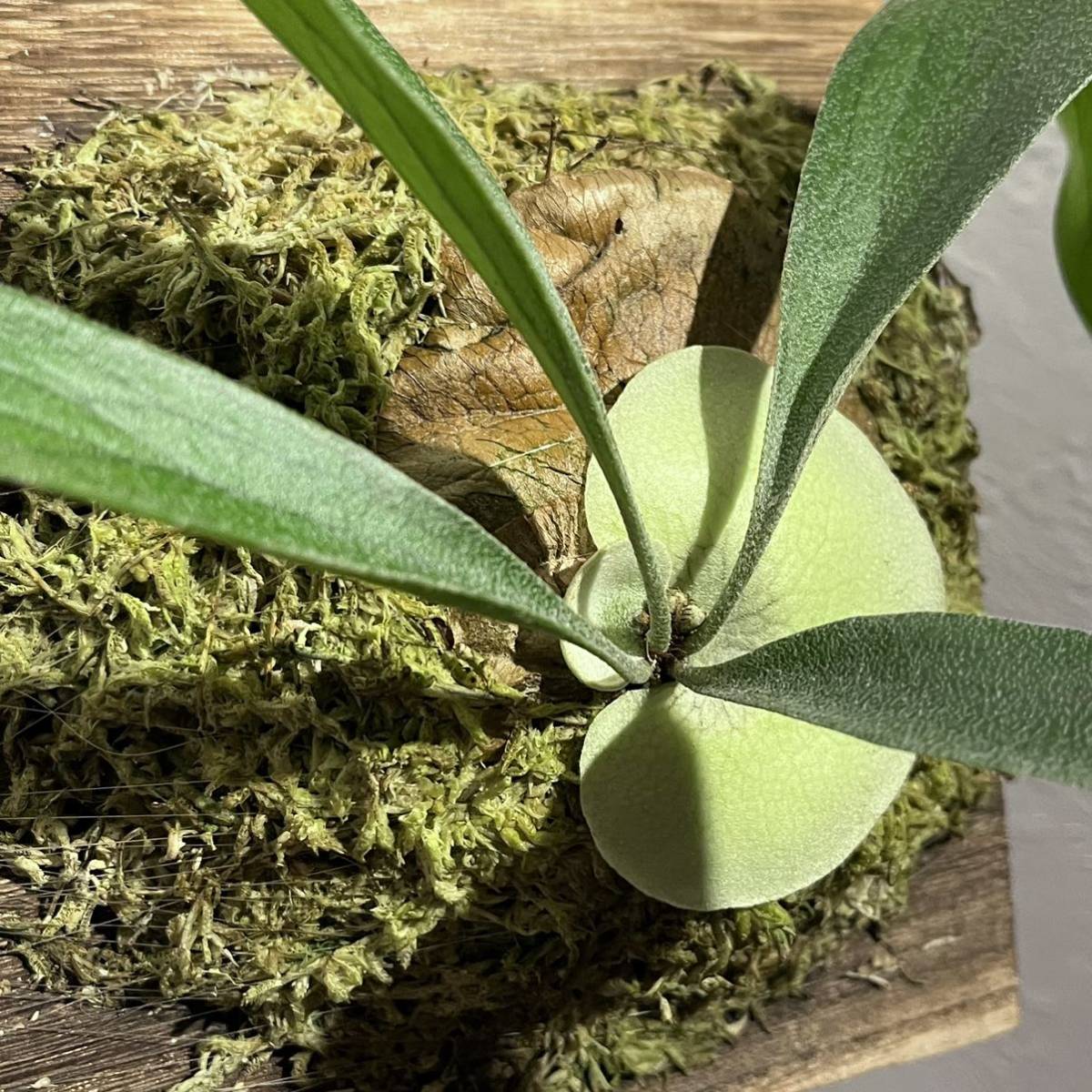 ビカクシダKiyohime キヨヒメ子株 清姫 キヨヒメ