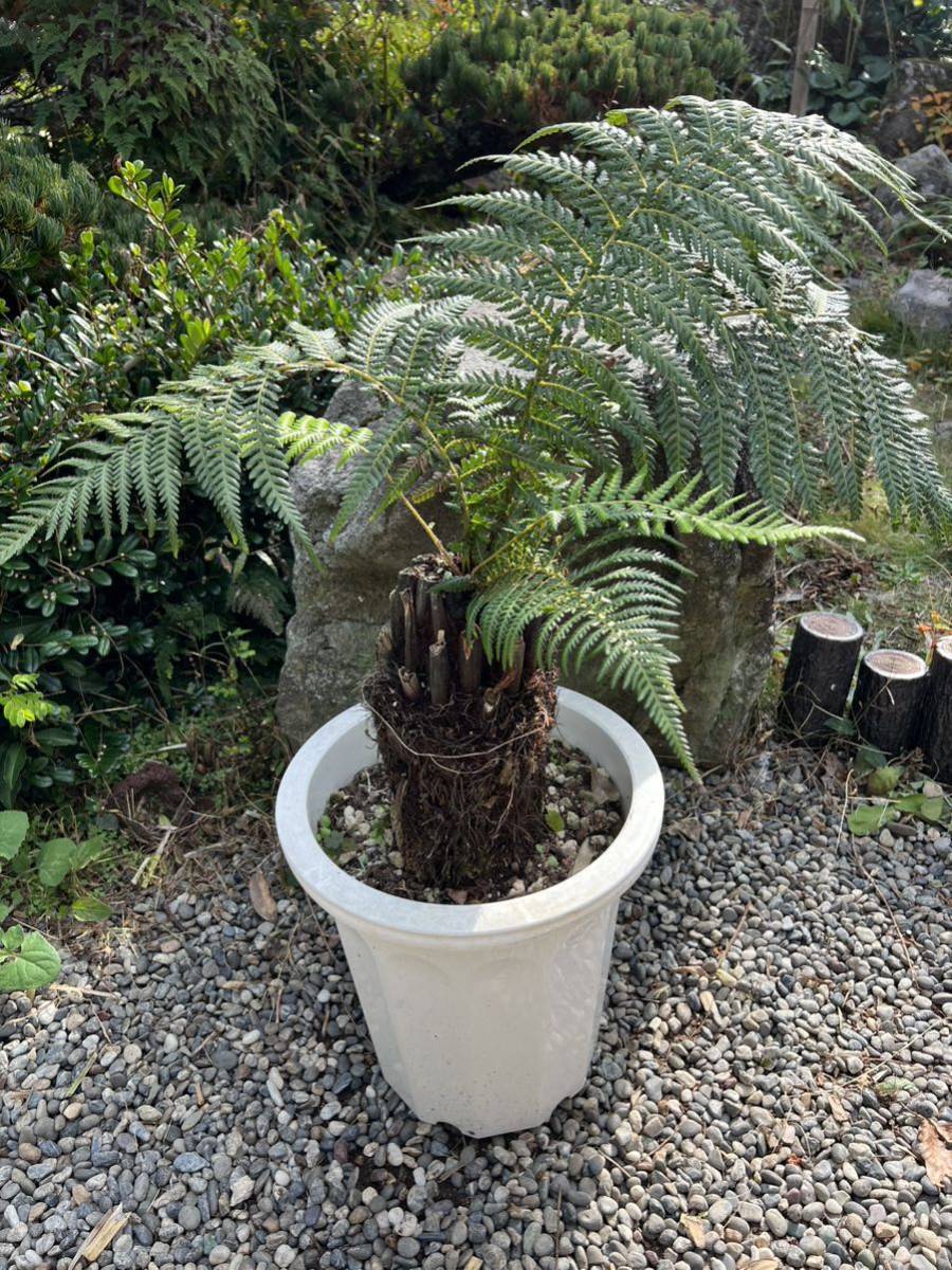 新葉 ディクソニア アンタルクティカ Dicksonia antarctica 
