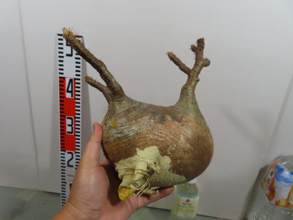 【得価，豊富な】 ラ200 現地株 パキポディウム グラキリス ML 抜き苗 /最新到着 Pachypodium gracilius 根切り画像要確認(観葉植物)｜売買されたオークション情報、yahooの商品情報をアーカイブ公開 - オークファン その他