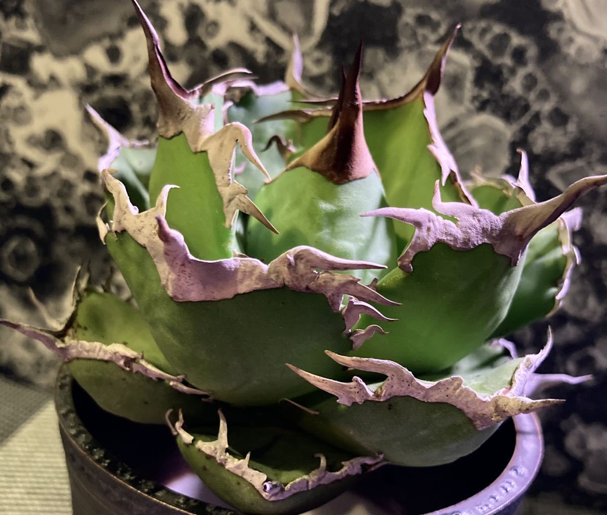 PW アガベ“スカブラ錦 黄覆輪斑”多肉植物(アガベ)｜売買された S106-86