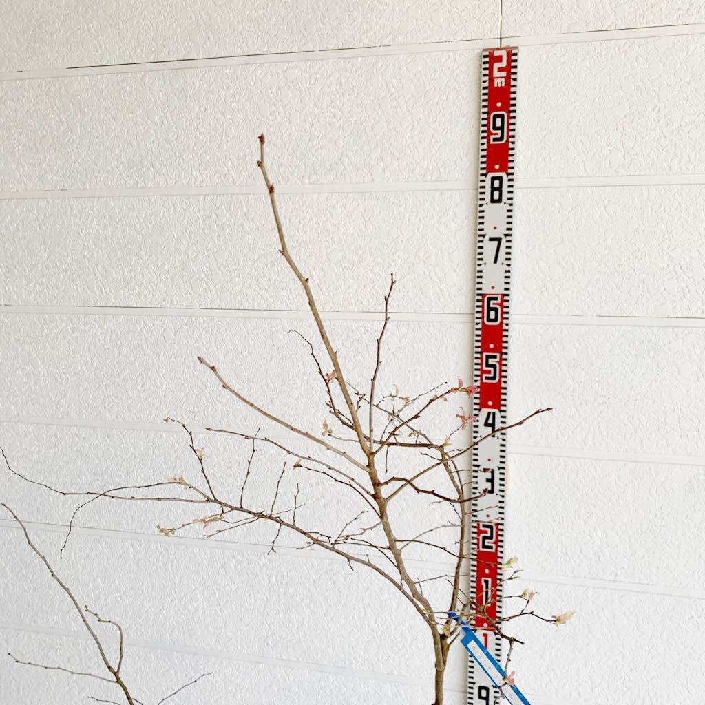 ナツハゼ 約:180cm 【根巻/庭木/シンボルツリー/果樹苗/株立ち】403319