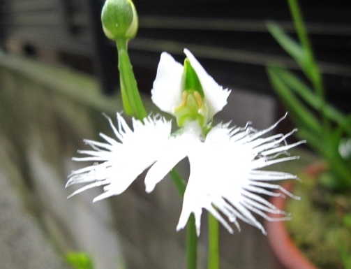 ◇山野草◇サギソウ◇鷺草◇サギ草◇武蔵野◇芳香花種◇3球◇