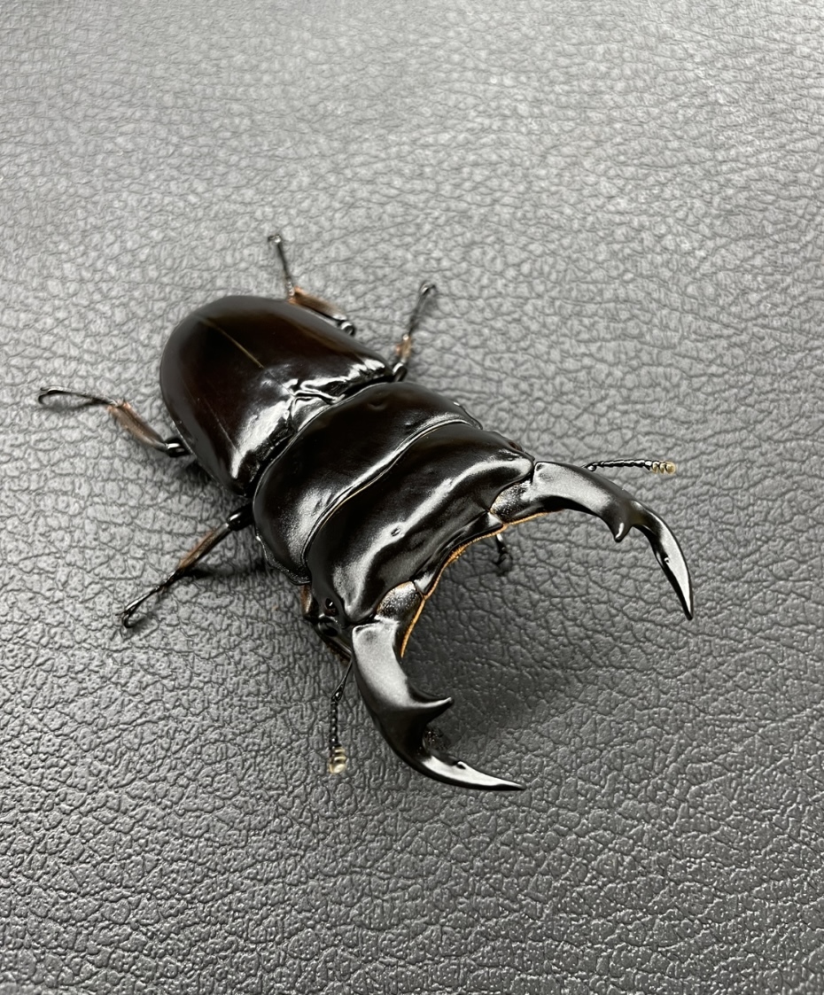 インドアンテ♂83㎜♀48.5㎜ 即ブリ ガントク産 インドアンタエウスオオクワガタ アンテ ドルクス