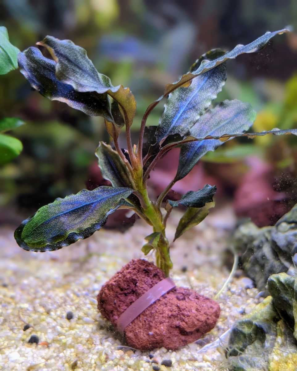 Bucephalandra 完全水中葉 ブセファランドラsp sp. ディープブルー特大