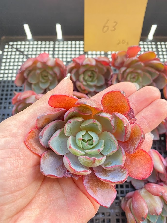 多肉植物 skエケベリア モンロー×アメジスチヌム 多肉 0409-R227