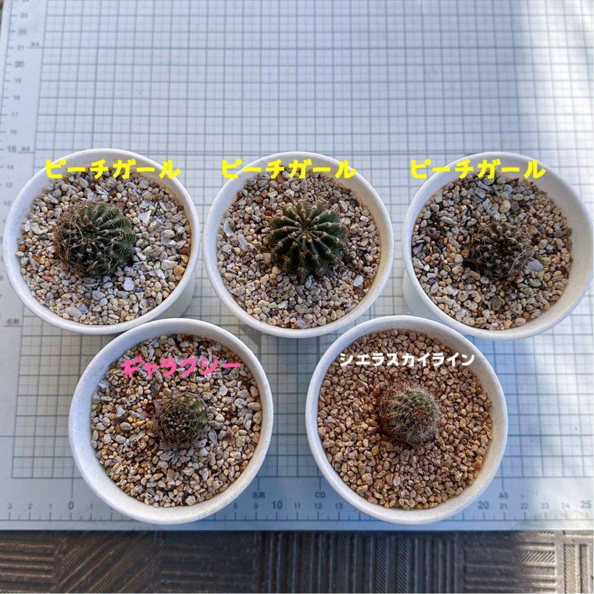多肉植物 良香大輪花サボテン 5ポットセール 【公式通販】