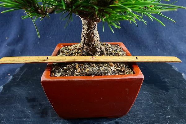 貴風盆栽　八房黒松 (千寿丸)模様木 目立った傷や汚れなし 貴風盆栽 八房黒松 (千寿丸)模様木 目立った傷や汚れなし