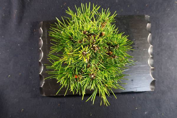 貴風盆栽 八房黒松 (千寿丸)模様木 目立った傷や汚れなし