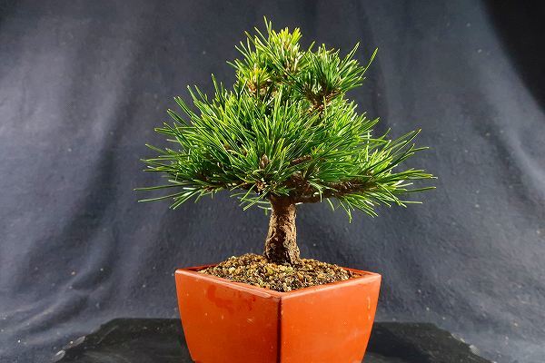 貴風盆栽　八房黒松 (千寿丸)模様木 目立った傷や汚れなし 貴風盆栽 八房黒松 (千寿丸)模様木 目立った傷や汚れなし