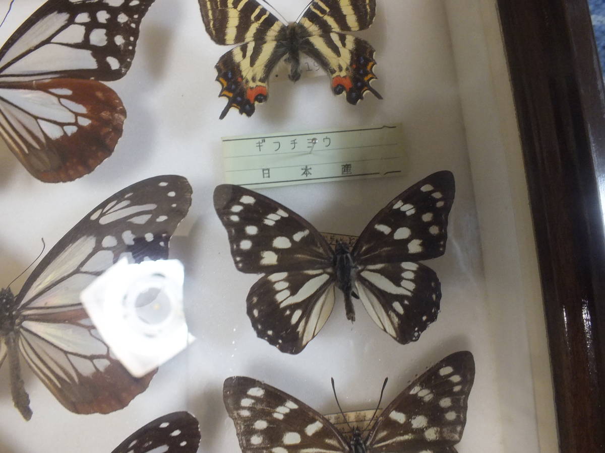 ギフチョウ　ドイツ箱入り 標本 蝶 昆虫 ナミアゲハ ギフチョウ タテハチョウ 国産 ドイツ箱 2個