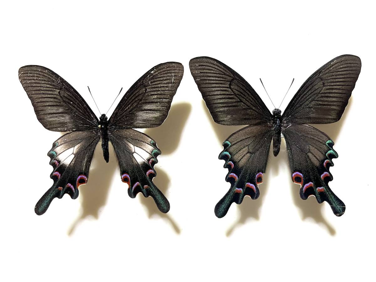 外国産蝶標本 シナカラスアゲハ 2♂（白斑型、無紋型各1♂）