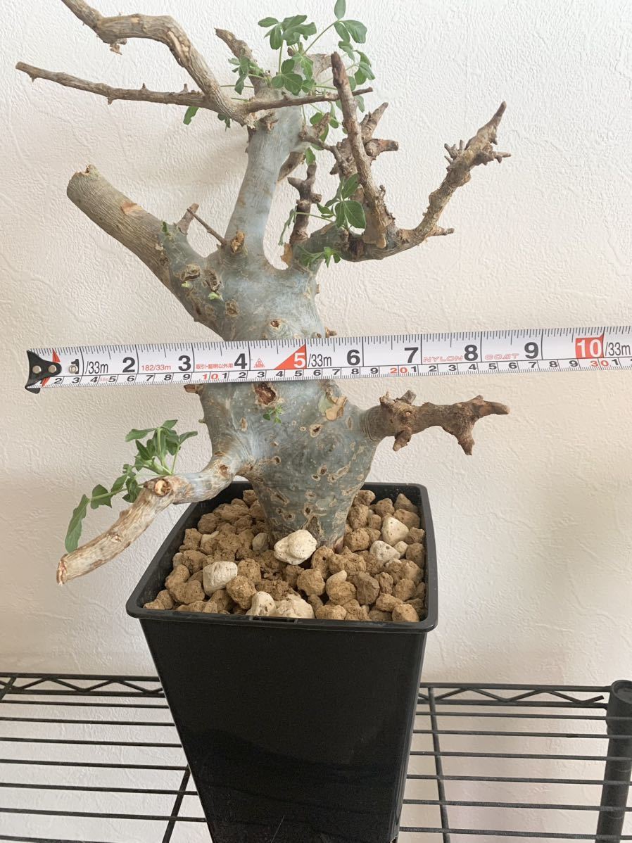 観葉植物 No.1794 発根済み ボスウェリア ネグレクタ ver.ブラック
