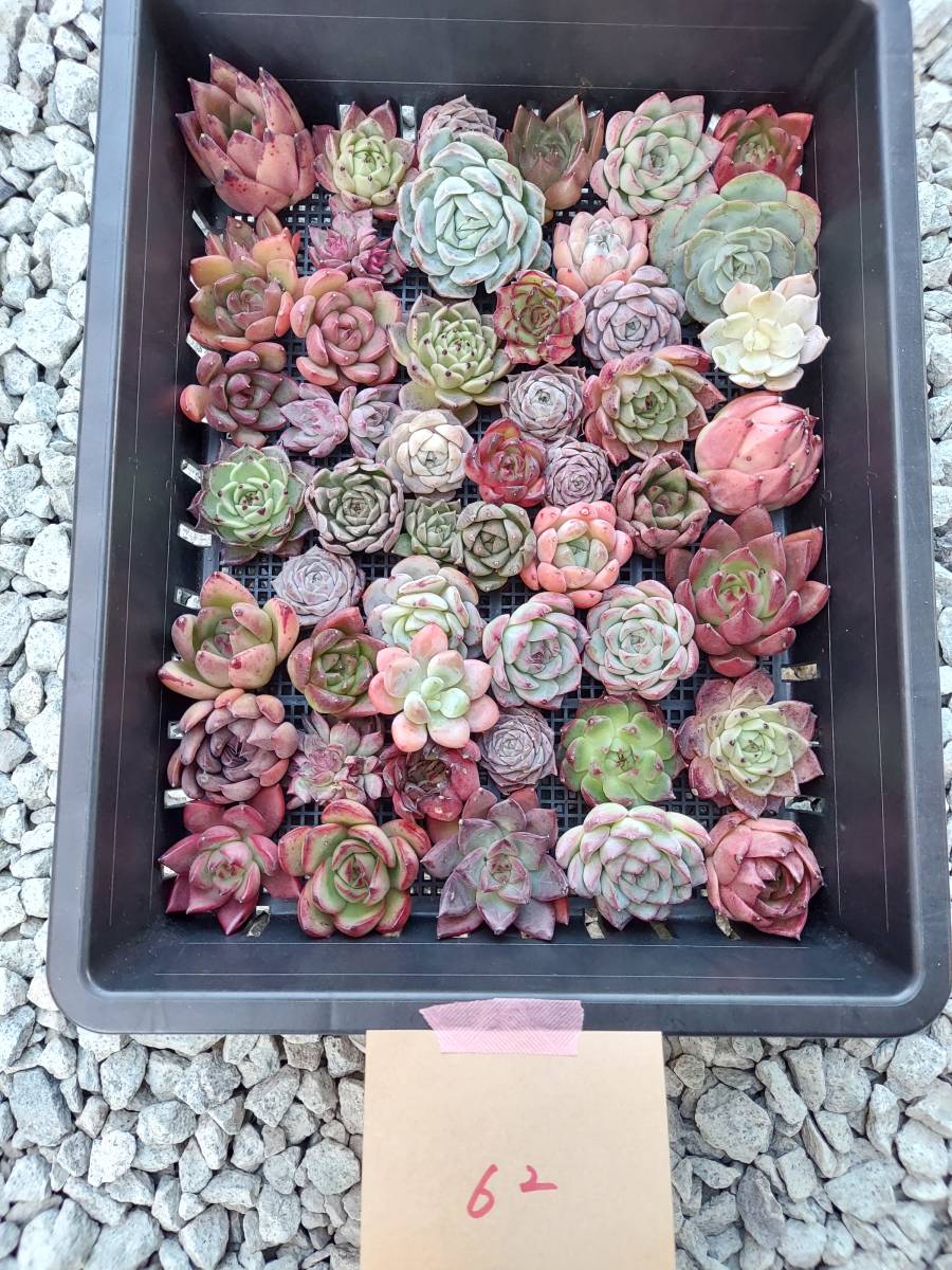 多肉植物 韓国苗 Echeveria1125-MKC-MIX-62多肉植物 寄せ植えに♪（お