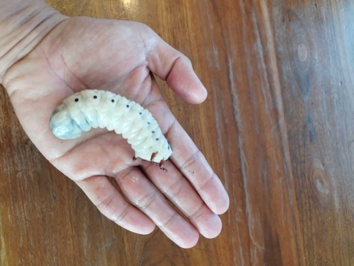 3齡　大型　ゴライアス　ゴリアテス　クアドリからの幼虫３頭　