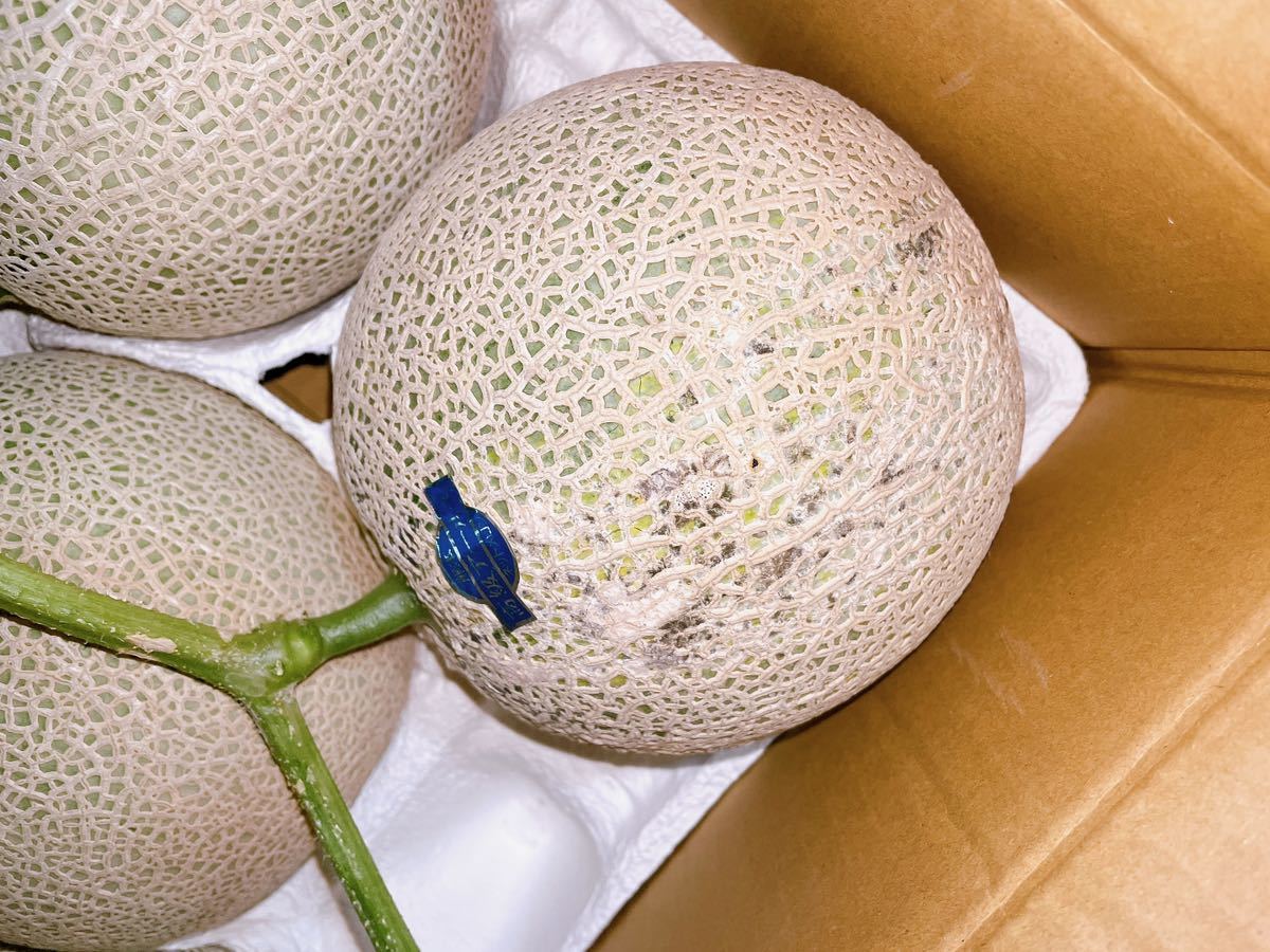 写真現物】熊本産 アールスメロン【優品3Lサイズ5玉 約9.6k箱込】かめ