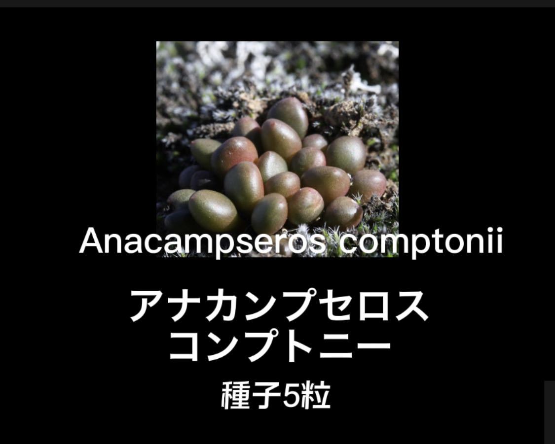 ★Anacampseros comptonii★アナカンプセロス・コンプトニー★種子5粒★