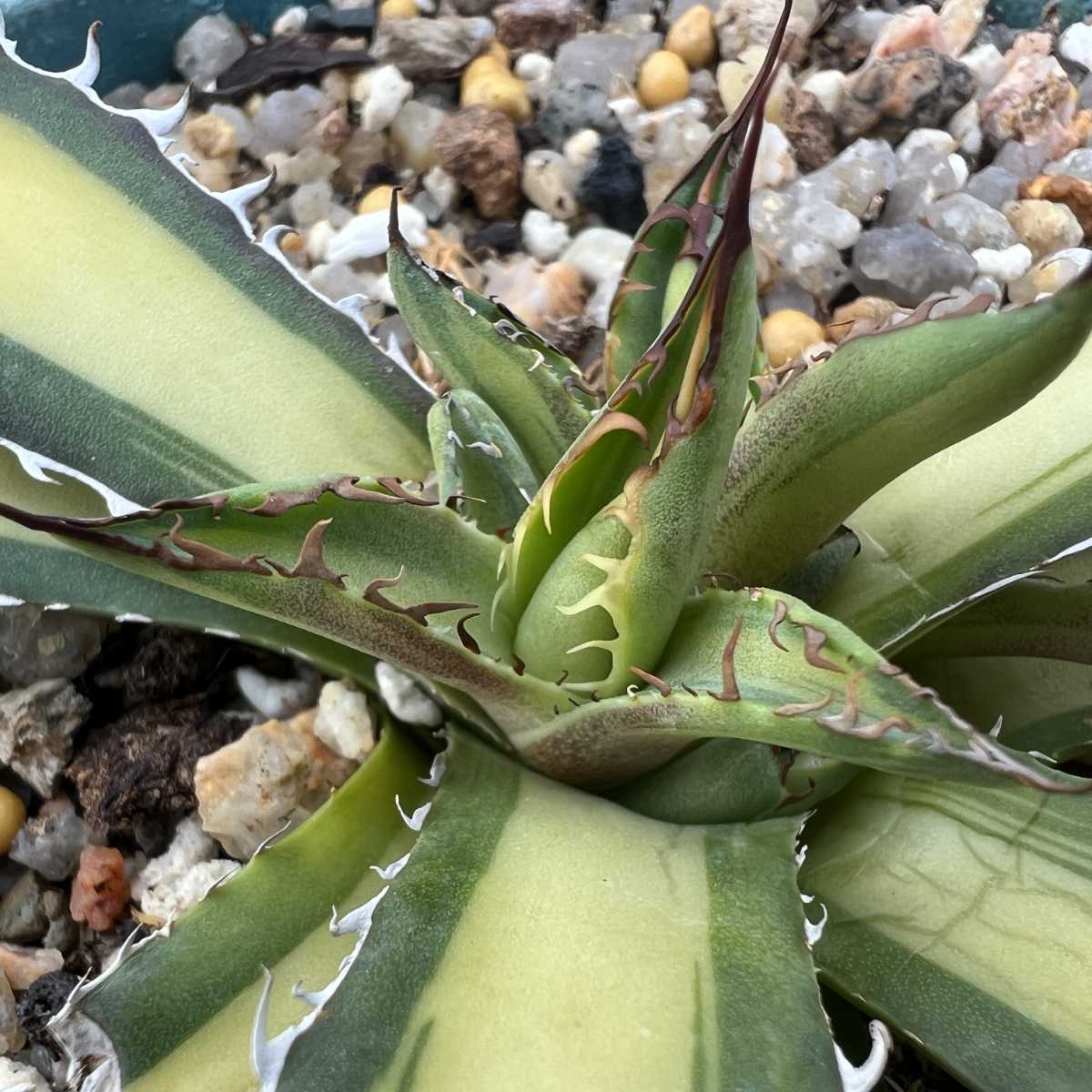 E26 多肉植物アガベ ホリダ horrida 黄中斑 超希少錦 鮮明錦 極上子株