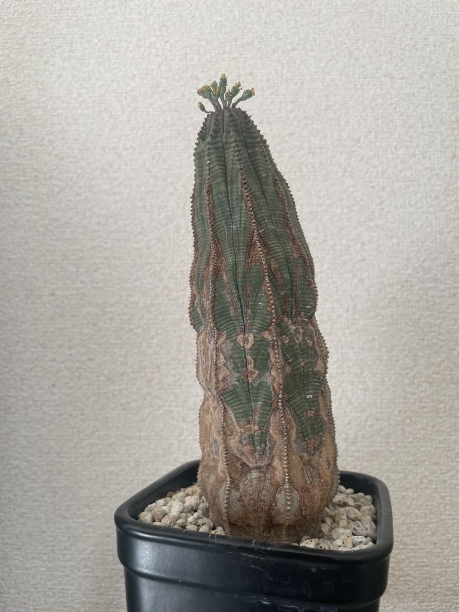 euphorvia obesa ユーフォルビア オベサ オールドオベサ 古木 発根済