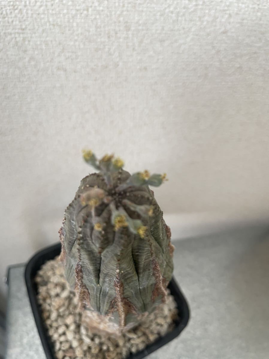 euphorvia obesa ユーフォルビア オベサ オールドオベサ 古木 発根済