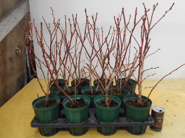 ●超大実ブルーベリー苗☆ＮH系チャンドラー４号鉢11鉢セットB27