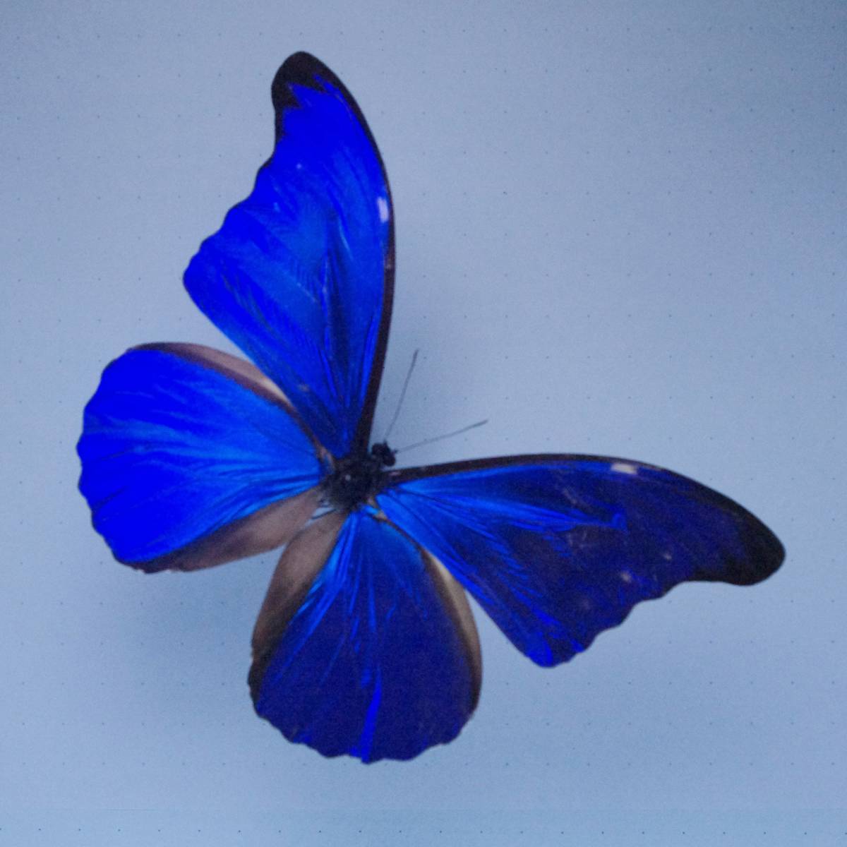 カキカモルフォ ♂(Peru) 蝶標本(虫類)｜売買されたオークション情報
