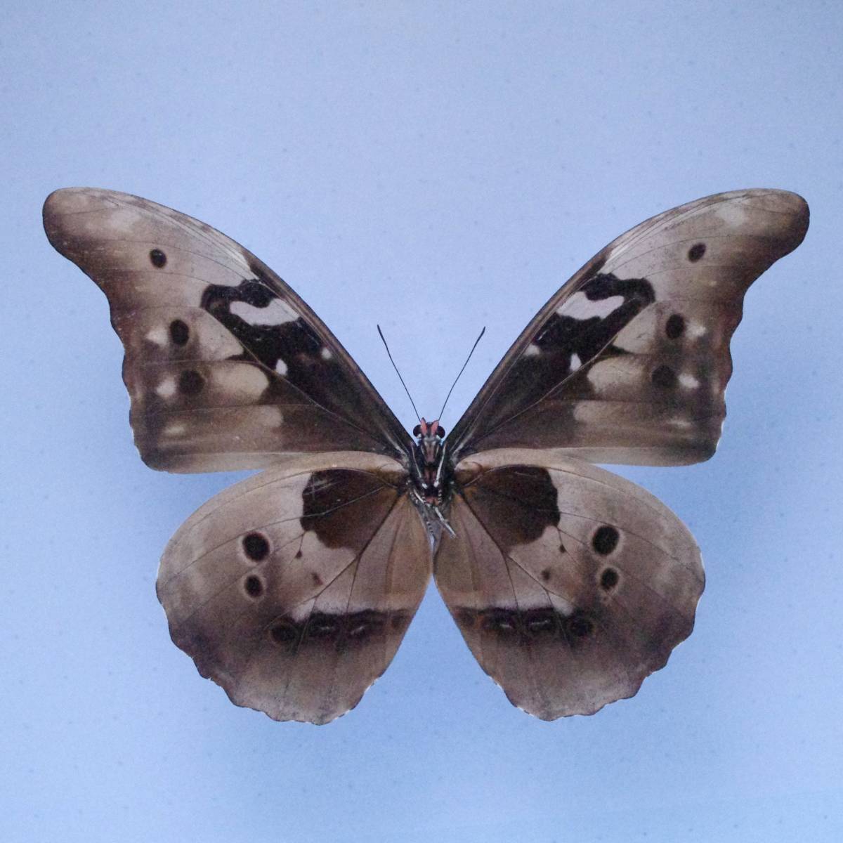 カキカモルフォ ♂(Peru) 蝶標本(虫類)｜売買されたオークション情報