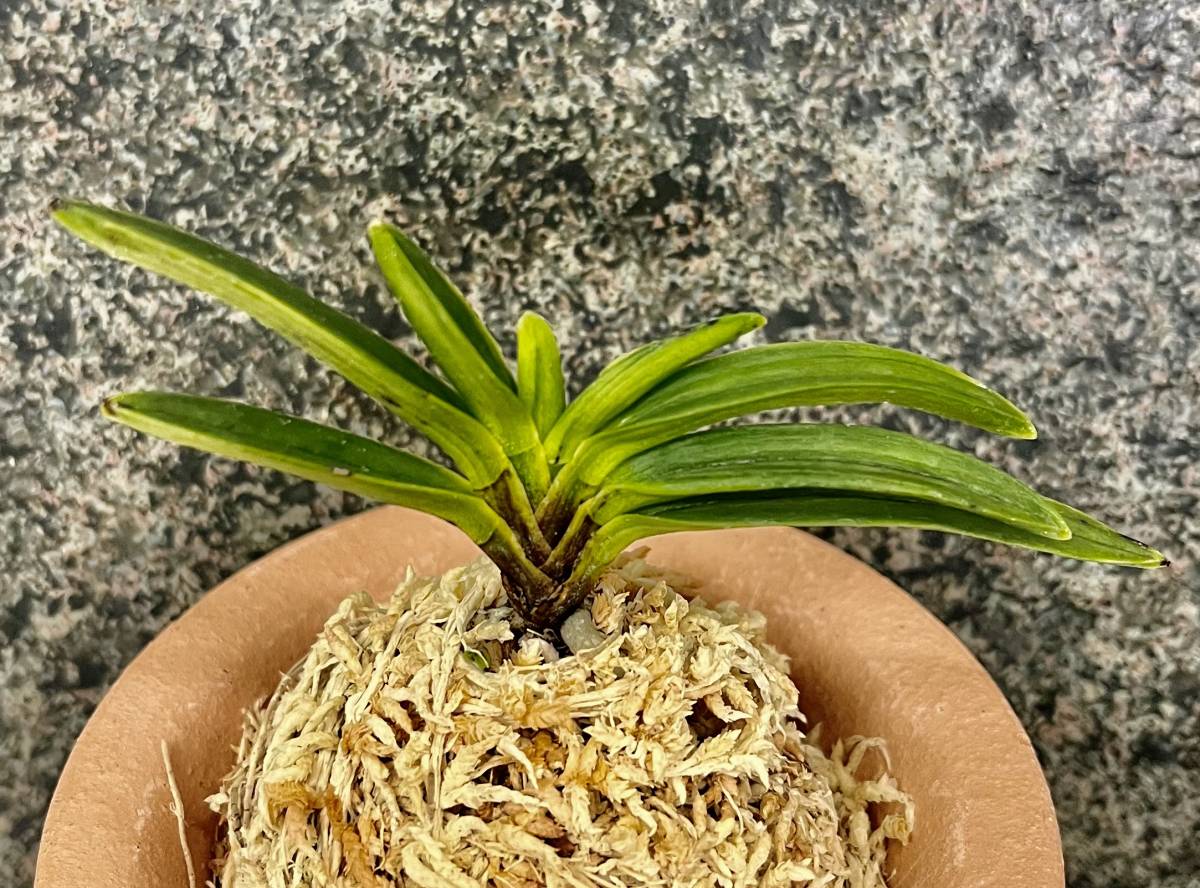 富貴蘭　必見！!天山黄縞(幻の超絶稀少品種) 富貴蘭 必見！!天山黄縞(幻の超絶稀少品種) 富貴蘭 必見！!天山黄縞(幻