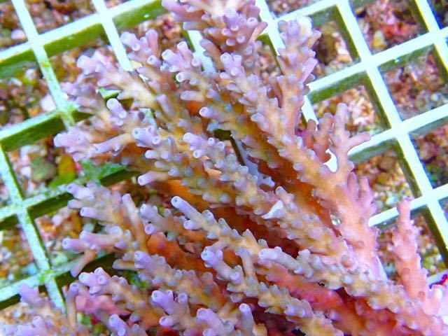 ミドリイシ.sp 01 ＊【北海道・沖縄・九州(福岡は除く)発送不可！！