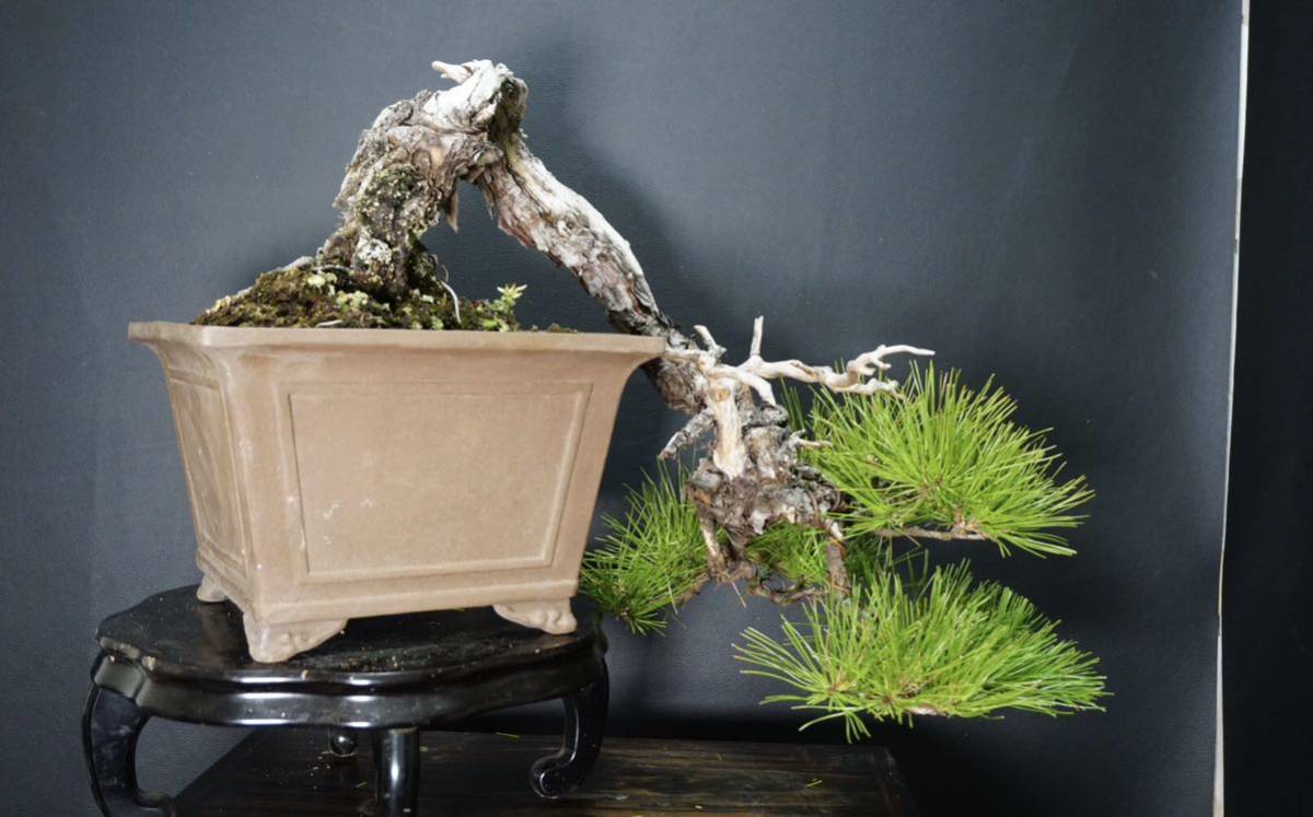 赤松 懸崖 赤松盆栽 サバ幹