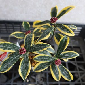 沈丁花 前島のヤフオク の相場 価格を見る ヤフオク の沈丁花 前島のオークション売買情報は8件が掲載されています