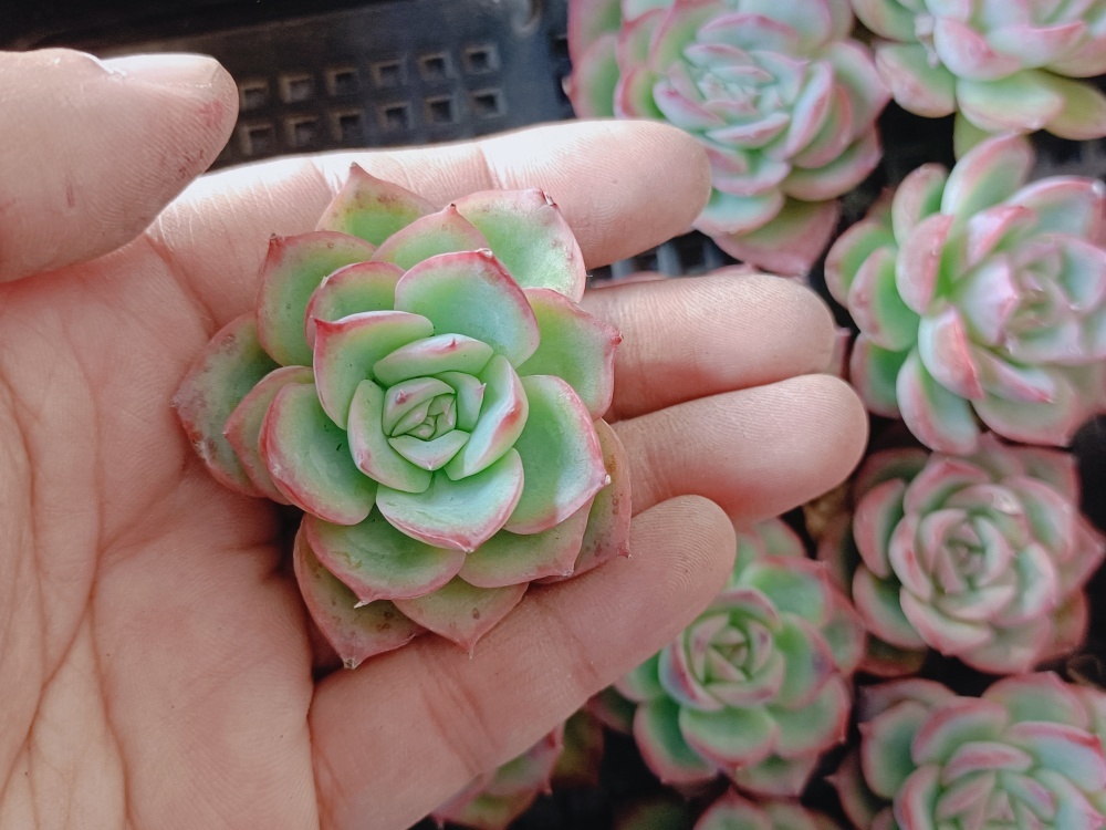 0117-S243シルエット30個 ☆多肉植物　エケベリア　韓国　